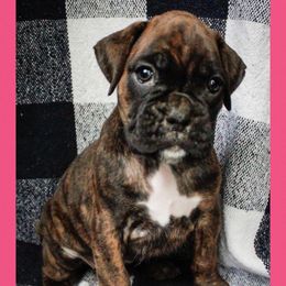 Pup 7 - Brindle female Boxer puppy in Perry, Michigan from Boxer Boulevard