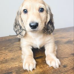 Fig 3500 - Cream male Dachshund puppy in Sylvania, Alabama from Yancey’s Doxies