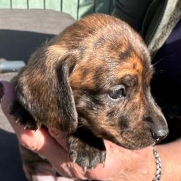 Boy1, green collar - Brindle male Dachshund puppy in Polson, Montana from Little Miss Dachshunds of Montana