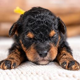 Alder - Phantom male Bernedoodle puppy in Erda, Utah from Country Lane Doodles