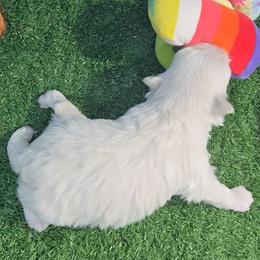 Jenna - White and lemon female Maltese puppy in Aurora, Missouri from KnJ Precious Paws LLC