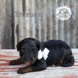 Truman - Phantom male Bernedoodle puppy in Heyworth, Illinois from Cobble Creek Puppies