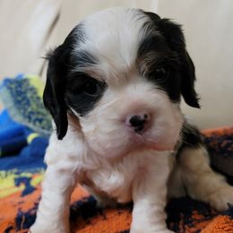 Cavalier King Charles Spaniel Puppies from C.H. Cavaliers