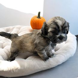 Shihpoo and Shih Tzu Puppies from Lilli’s Shih tzus and Shih poos
