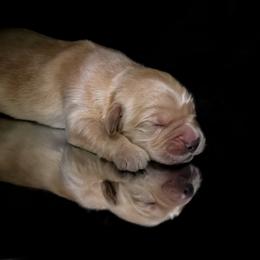 Rocky - Golden male Golden Retriever puppy in Palmdale, California from AmazingK9s
