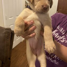 Dilute Retriever and Labrador Retriever Puppies from Moran’s Lab’s