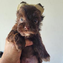 Cookie. - Chocolate and tan female Yorkshire Terrier puppy in Buda, Texas from BIOLA'S YORKIES