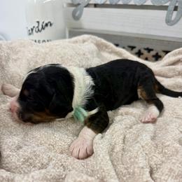 Magnolia - Tri-color female Bernedoodle puppy in Hegins, Pennsylvania from Bubbling Springs Doodles, LLC