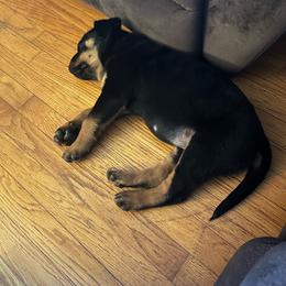 Girl 1 - Black and mahogany female Rottweiler puppy in Delta, Pennsylvania from Von Hause Hushon Rottweilers
