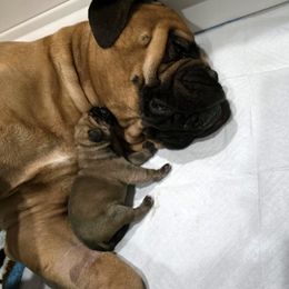 Tinker - Red fawn female Bullmastiff puppy in Frederick, Maryland from Belleza Bullmastiffs