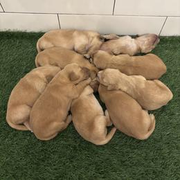 Deegan - Golden male Golden Retriever puppy in Stratford, Oklahoma from Golden Breed