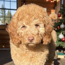 Bernedoodle, Cavapoo, and Goldendoodle Puppies from Adored Poodle & Doodles