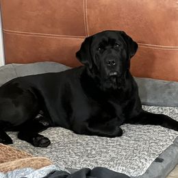 Jace - Labrador Retriever