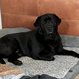 Jace - Labrador Retriever