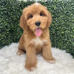 Chocolate - Brown and white male Sheepadoodle puppy in Los Angeles, California from Exquisite Doodles