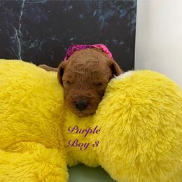 Purple (Boy 3) - Red  male Poodle puppy in Miami, Florida from Katy's Toy Poodles & Doodles