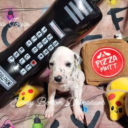Dalmatian Puppies from Spotty Bottom Dalmatians