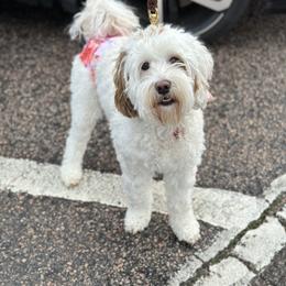 Lottie - Australian Labradoodle