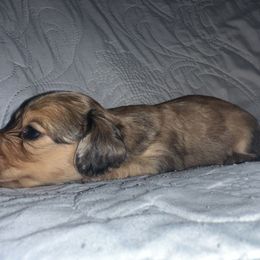 Dachshund Puppies from KCM Doxies