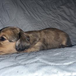 Dachshund Puppies from KCM Doxies
