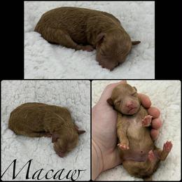 Macaw - Red  female Poodle puppy in Wheatland, California from Sapphire Ridge Poodles