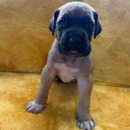 Buckskin - Fawn male Great Dane puppy in Jerusalem, Arkansas from Mara Danes