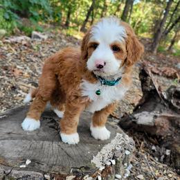 Bernedoodle Puppies from Beartown Doodles