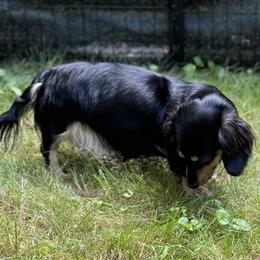 Dachshunds and French Bulldogs from FOSTERS FRENCHIES and DACHSHUNDS