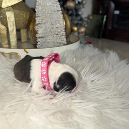 Girl 4 pink - Black brindle and white female Boston Terrier puppy in Sunnyside, Washington from Castellanos Bostons