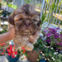 Rocco - Chocolate and tan male Shih Tzu puppy in Corona, California from Ju Shih Tzu