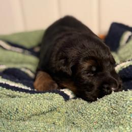 Broncs - Black and red male German Shepherd puppy in Canterbury, New Hampshire from De La Paz German Shepherds