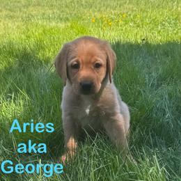 Aries - Yellow male Labrador Retriever puppy in Tigard, Oregon from Morrison Labrador Retreivers