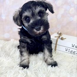 Blue Collar - Salt and pepper male Miniature Schnauzer puppy in Springfield, Tennessee from My Lovable Schnauzers