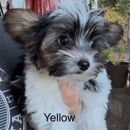Yellow - Parti male Yorkshire Terrier puppy in South Lake Tahoe, California from Sierra Nevada Yorkies