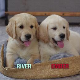 Golden Retriever Puppies from Mae Valley Goldens