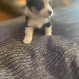 Pembroke Welsh Corgi Puppies from Top-Notch Paws