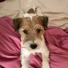 Peyton - Russell Terrier