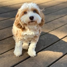 Ruby - Havanese