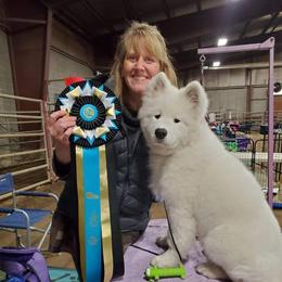Samoyed Puppies from Dream Samoyeds