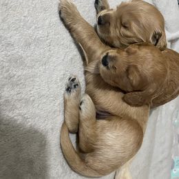 Goldendoodles from Libby Lou’s Goldendoodles