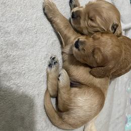 Goldendoodles from Libby Lou’s Goldendoodles