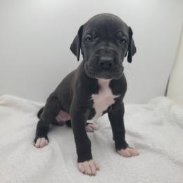 Emma - Black female Great Dane puppy in Kannapolis, North Carolina from Carolina Great Danes & Toy Poodles