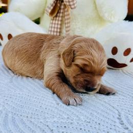 Nola - Dark golden female Golden Retriever puppy in Santa Ana, California from American Golden Retrievers