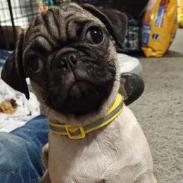 Sunny (yellow) girl - Fawn female Pug puppy in Rochester, New York from Natalia's Pugs