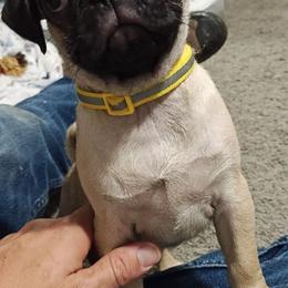 Sunny (yellow) girl - Fawn female Pug puppy in Rochester, New York from Natalia's Pugs