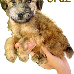 Cruz - Soft Coated Wheaten Terrier puppy from Valleydayle Doodles and Wheatens