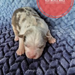 Gooseberry - Red merle male Miniature Australian Shepherd puppy in Kettle Falls, Washington from Ellie's Miniature Australian Shepherds