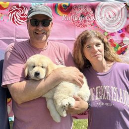 Golden Retriever Puppies from Ruff Life Goldens