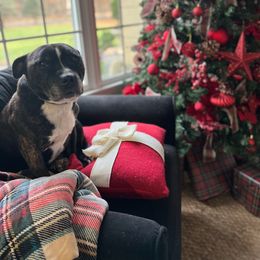 Staffordshire Bull Terrier All Grown Up from Manor View Staffords
