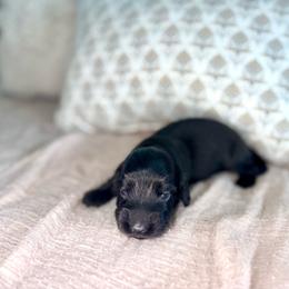 Solid Black Boy - Black male Dachshund puppy in Beaver, Pennsylvania from Meaden’s Mini Dachshunds